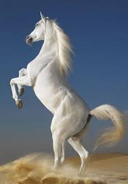 Bcr8tive Page 2 Of 25 Horses Horse Wallpaper Most Beautiful Horses