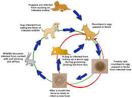 Roundworms In Dogs And Puppies Veterinary Partner Vin
