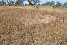 Image result for Hyperthelia dissoluta