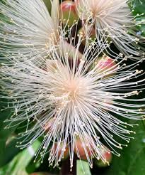 Image result for Barringtonia racemosa