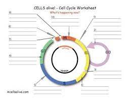 Cell growth and protein production stop at this stage in the cell cycle. Cells Alive Cell Cycle Worksheet Cell Cycle Cell Division Worksheets