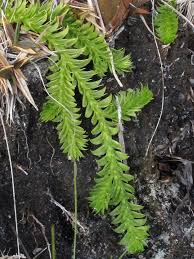 Image result for Lycopodiella sarcocaulon