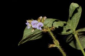 Image result for Calopogonium mucunoides