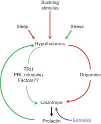 Suckling An Overview Sciencedirect Topics