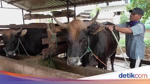 Wakil dekan ii fmipa universitas negeri malang di tempat dengan hormat, berkaitan… Permintaan Sapi Kurban Sepi Di Tengah Corona