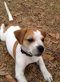 Quentin the Jack-a-Bee Puppy's Web Page