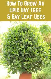 How To Grow Care For A Bay Tree Bay Leaf Uses In 2021 Bay Leaves Uses Growing Tree Mediterranean Plants