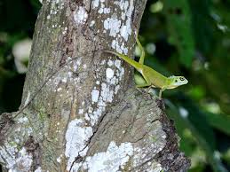 Image result for Blotiella crenata