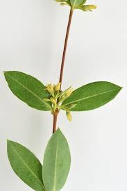 Image result for Cryptolepis oblongifolia