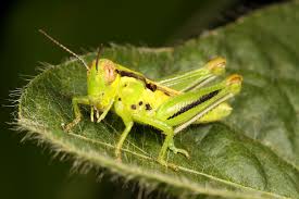 Eol has data for 7 attributes , including: One Shot Wednesday Two Striped Grasshopper Nymph Beetles In The Bush