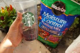 Get the best deals on plastic flower & plant planters. Diy Upcycled Frappuccino Plastic Cup Planters Honey Lime