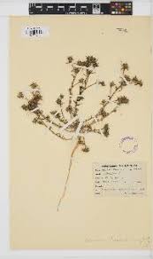 Image result for Prismatocarpus cordifolius