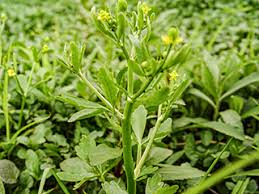 Image result for Ranunculus sceleratus