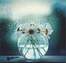 12 Daisy Garden Design For Small Yards Gardening Flowers Still Life Photography Still Life Art Still Life