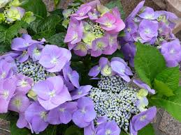 Pay attention to the amount of sun in your flower beds choose flowers that will bloom at different times and for various lengths of time to keep color all in warmer areas, cut watering down to once a month. Hydrangea Wikipedia