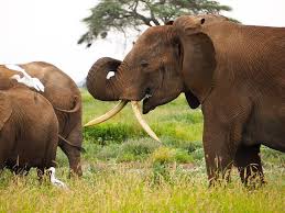 When We Are Trying To Identify Elephants We Very Often Look At Their Tusks Tusks Grow In All Shapes And Sizes And Each Pair Is Unique Elephant Tusk Animals