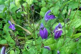 Image result for Brillantaisia cicatricosa