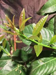 With an area of 222.6 square meters, this small island is famous for its mangoes. Too Much Light For Lemon Tree Leaves Fruit Trees Forum At Permies