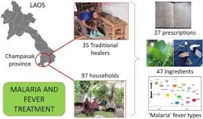Image result for Hymenodictyon austro-africanum
