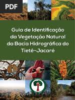 Image result for Eriocaulon angustibracteatum