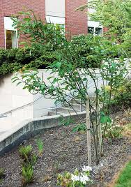 Image result for Salix