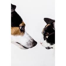 Drontal dog and cat medicine is a highly efficient deworming medicine that is used to treat parasite infections in puppies, small dogs, and cats such drontal plus 22.7mg is a dewormer used in treating a variety of parasite infection. Drontal Wormers For Cats And Dogs Wormers Direct