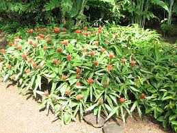 Image result for Costus