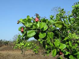 Found in the snack aisle! Hd Wallpaper Cashew Nuts Fruit Tree Anacardiaceae Mango Family Ripe Wallpaper Flare