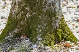 1080 x 807 jpeg 154 кб. Myth Buster Moss Doesn T Only Grow On The North Side Of Trees Forest Preserve District Of Will County