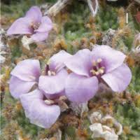 Image result for Oreophyton falcatum