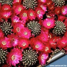 Image result for Holubia saccata