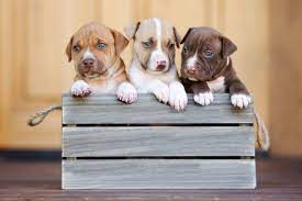 Weitere ideen zu pitbull welpen, welpen, hunde. American Pit Bull Terrier Charakter Haltung Pflege Rassebeschreibung