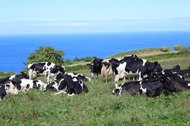 São miguel é linda, sempre, então as estradas por si só já são uma atração! Emprego Nos Acores Sao Miguel Ponta Delgada Exploracao Agricola Procura Para Trabalhar Com Vacas
