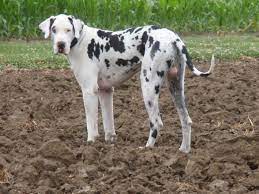 Contact ohio great dane breeders near you using our free great dane breeder search tool below! Darby Plains Danes Harlequins Mantles Merle And Black Harl Bred Blacks Puppies