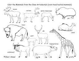 Collection of free mammals coloring pages for personal use. Deer Camels Hippos Etc Even Toed Hooved Mammals Coloring Page