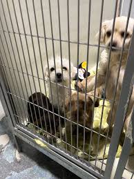 Kern - KENNEL I16 | Facebook