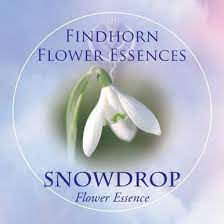 Findhorn Flower Essences And Remedies From The Flowers Of Scotland Flower Essences Findhorn Remedies