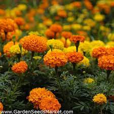 Tomatoes due to its height in turn give shade to the basil. Mexican Marigold Scentless Variety Mix 300 Seeds Garden Seeds Market Free Shipping