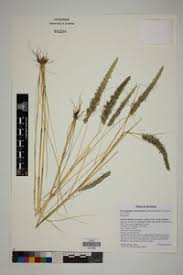 Image result for Enneapogon cenchroides