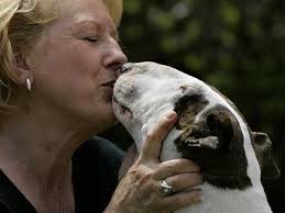 In California, debate over sterilizing pets goes to the dogs