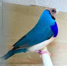 finches de gouldian panosundaki pin