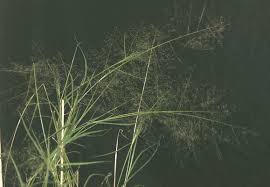 Image result for Sporobolus coromandelianus