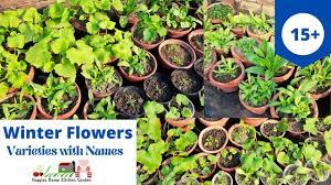 Winter Flower Plants 15 Plus Varieties Names With Growth Tips At Asim Ro In 2021 Winter Flowers Planting Flowers Plants