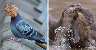 What's more, they aimed to promote wildlife conservation through humor. Cac6o69ilgjl9m