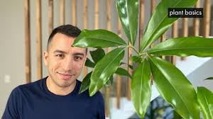 Complete Philodendron Goeldii Care And Repotting Youtube