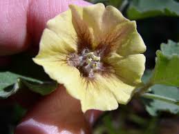 Image result for Physalis pubescens