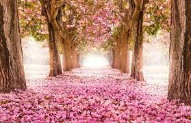 Cherry Blossom 4k Ultra Hd Wallpaper 4k Wallpaper Net Wall Murals Landscape Walls Forest Wall Mural