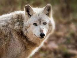 Why Wolves Became Dogs North American Wildlife Endangered Species Grey Wolf