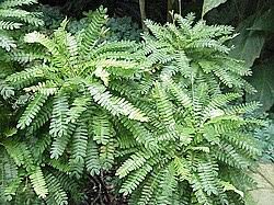 Image result for Biophytum richardsiae