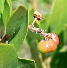 Image result for Sladeniaceae